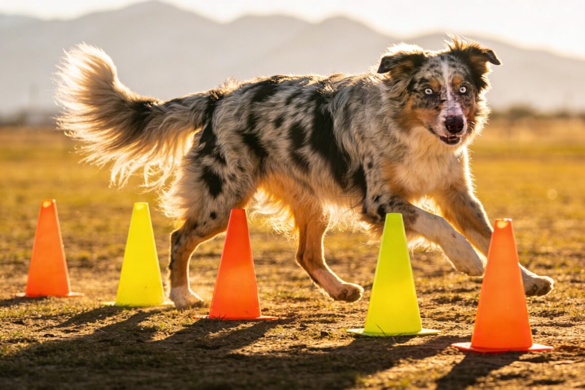 Australian Shepherd Facts: 15 Things Most Owners Learn Too Late