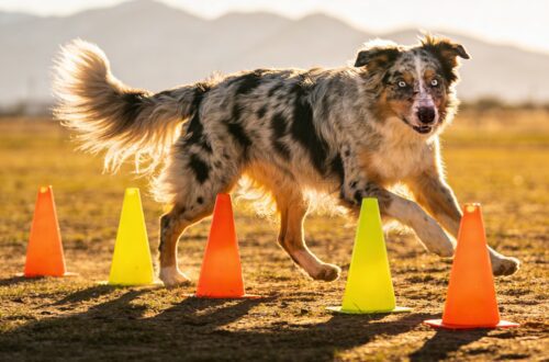 Australian Shepherd Facts: 15 Things Most Owners Learn Too Late