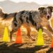 Australian Shepherd Facts: 15 Things Most Owners Learn Too Late