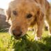 Why Do Dogs Eat Grass Outside: 7 Shocking Truths Every Owner Should Know Today