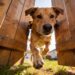 How to Stop Your Dog From Escaping: 7 Genius Fixes That Work in Just 3 Days