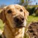 Why Do Dogs Eat Dirt: 6 Surprising Causes You Can Solve in One Week