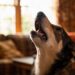 Why Do Dogs Howl: 9 Surprising Causes You Can Fix This Week