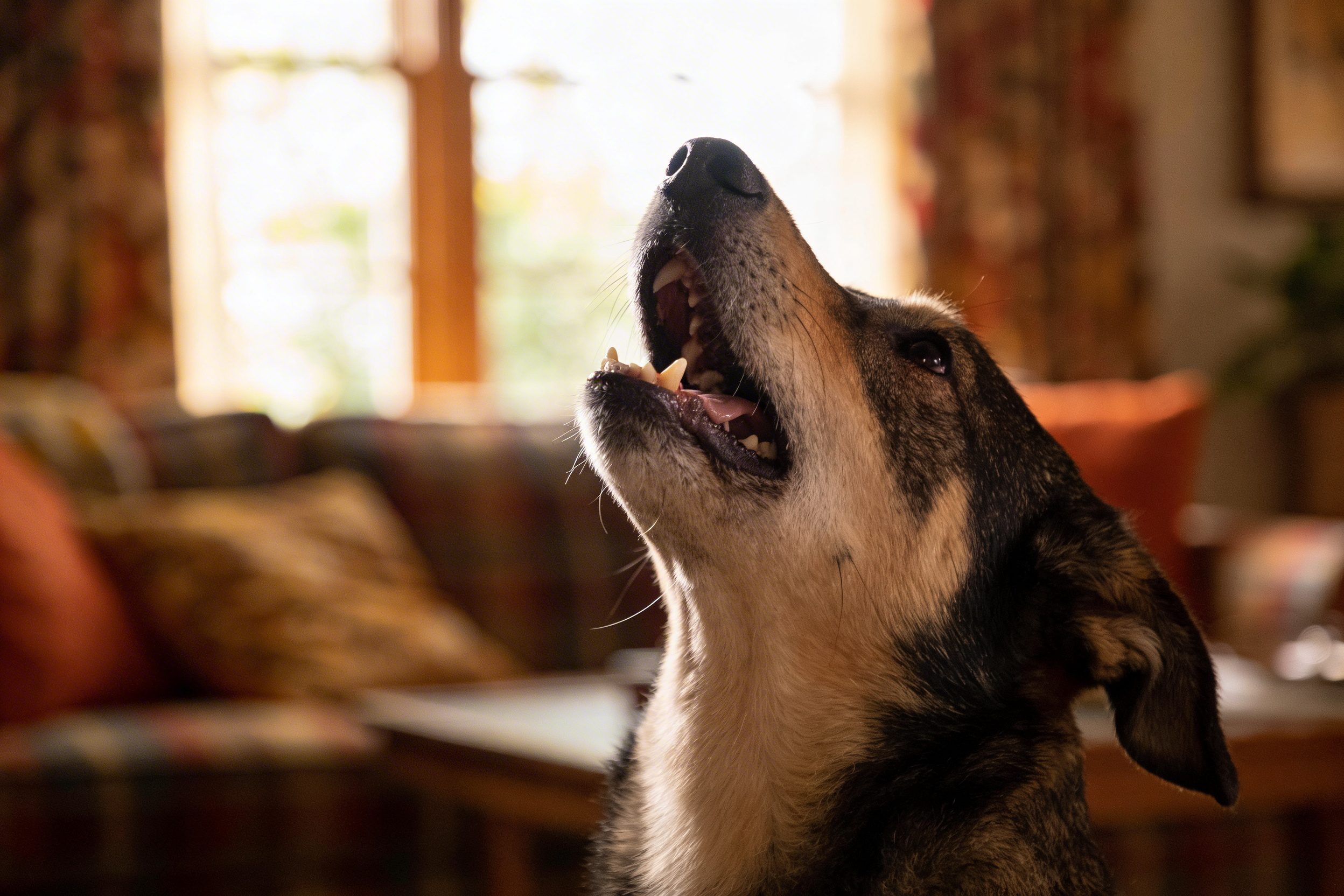 Why Do Dogs Howl: 9 Surprising Causes You Can Fix This Week