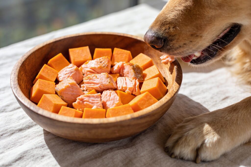 Salmon and Sweet Potato Dog Food Recipes: 5 Vet-Loved Meals Your Dog Will Go Crazy for