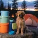 15 Genius Dog Camping Checklist Hacks That Make Your Trip Stress-Free Overnight You’Ll Love