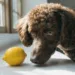 Can Dogs Have Lemons? 6 Vet-Backed Answers That Protect Your Dog Fast — Quick Truths