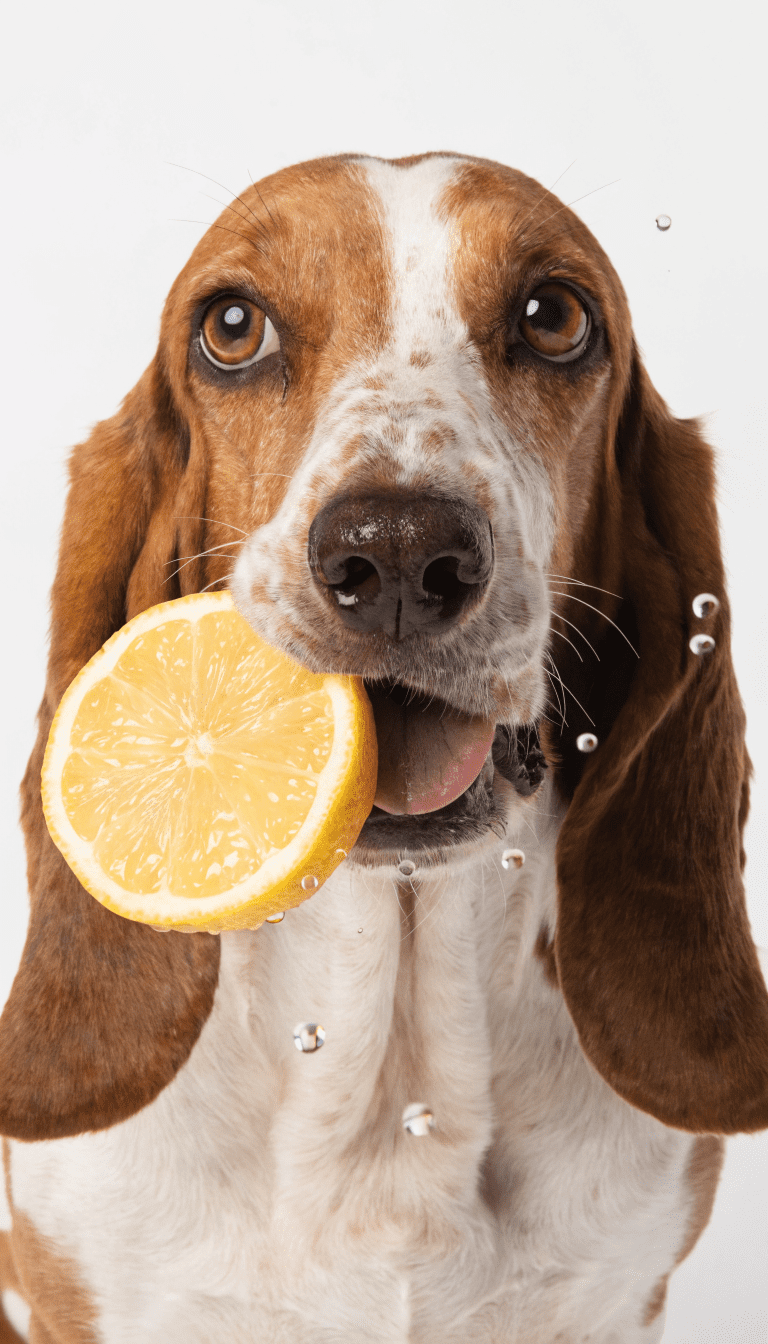 "dog with lemon slice near mouth on plain white background"