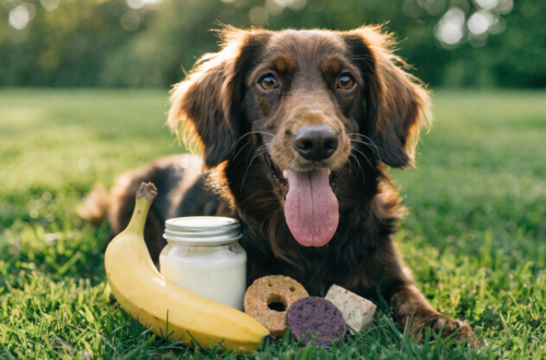 7 Irresistible Coconut Oil Dog Treats That Fix Dry Skin & Improve Coat Fast Reveal the Skin-Saver List