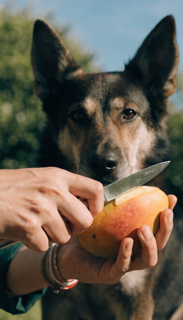 "dog owner peeling mango, hands close-up"