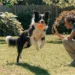 7 Frustration-Free Steps on How to Teach Dog to Play Fetch in One Afternoon You Can Do Now