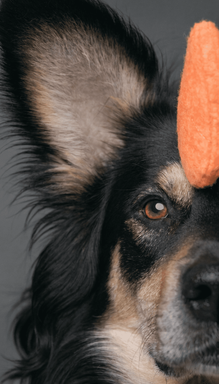 "Close-up: dog ear and eyes, cue card 'Listen' in frame"