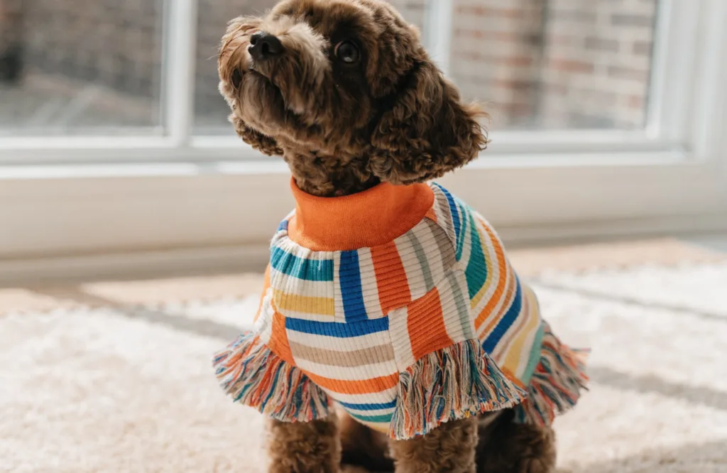 9 Adorable Diy No Sew Dog Clothes That Transform Old Clothes in Under 15 Minutes Unleashed