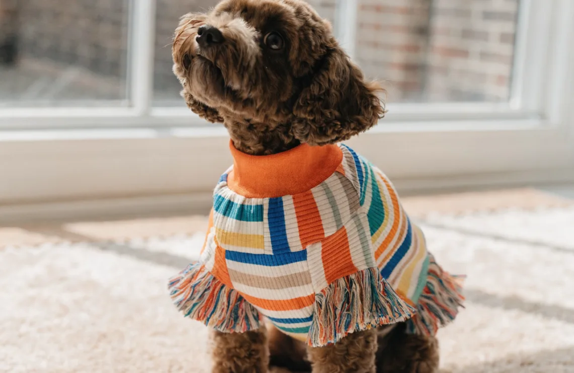 9 Adorable Diy No Sew Dog Clothes That Transform Old Clothes in Under 15 Minutes Unleashed