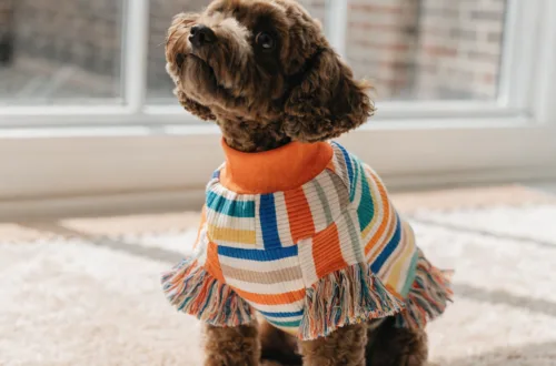 9 Adorable Diy No Sew Dog Clothes That Transform Old Clothes in Under 15 Minutes Unleashed