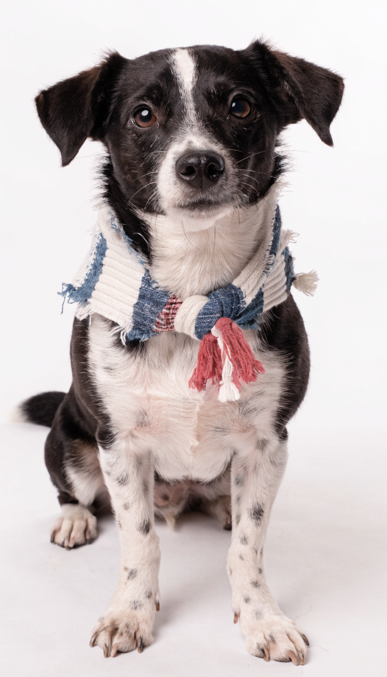 "upcycled scarf bandana on small dog, plain white backdrop"