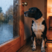 10 Subtle Signs Your Dog Is Lonely (Most Owners Miss #4) Unveiled