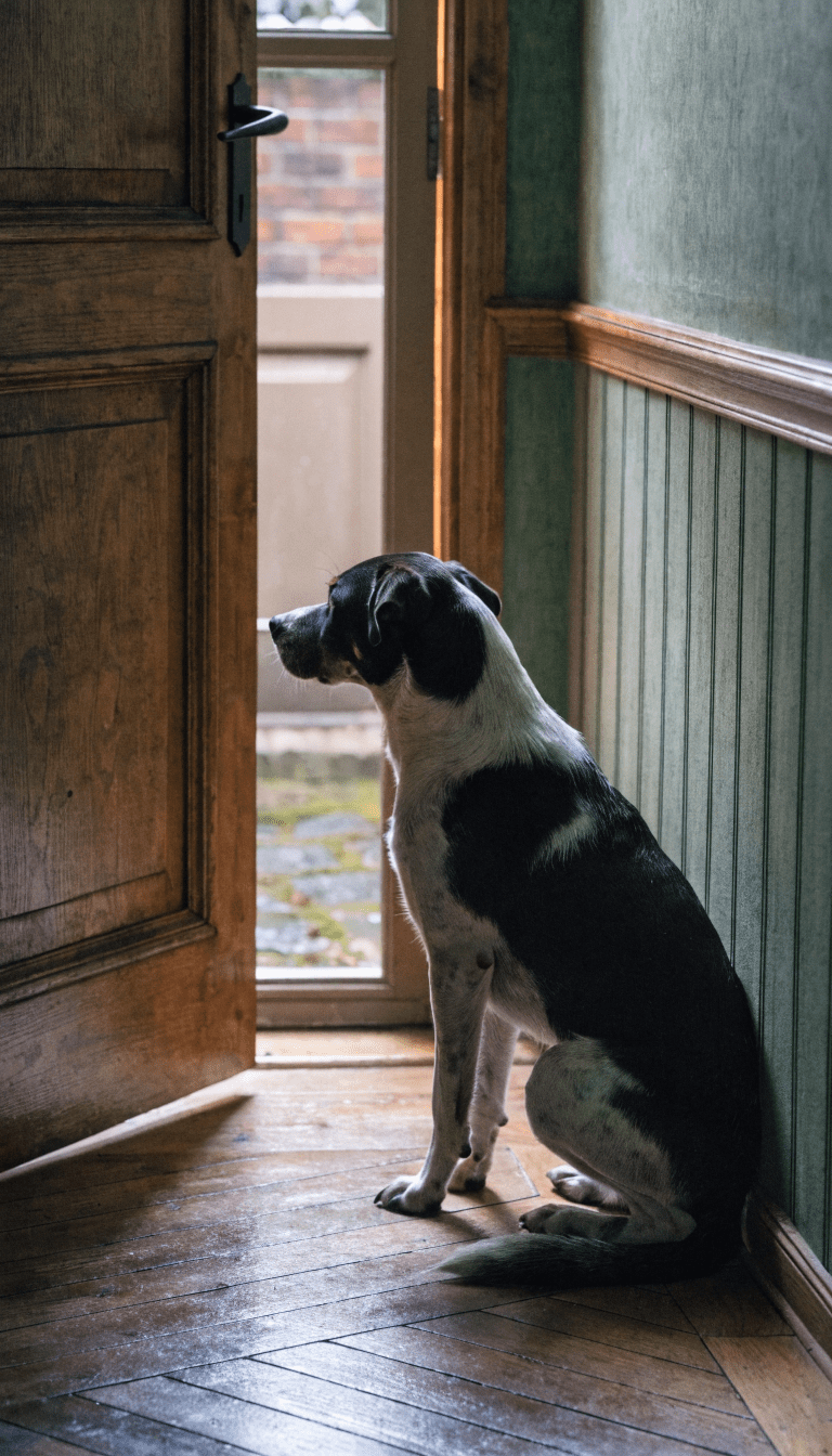 quiet dog at doorway waiting for owner, soft natural light