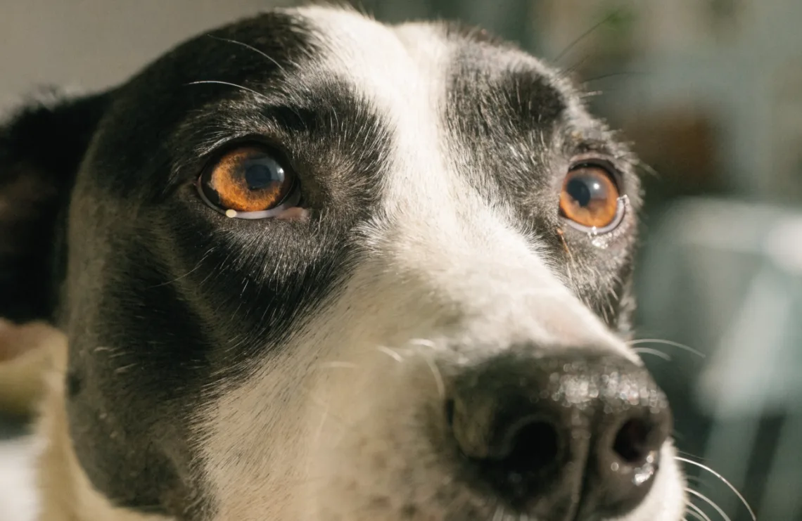 Why Do Dogs Get Eye Boogers? 9 Warning Signs It’S More Serious Than You Think Now