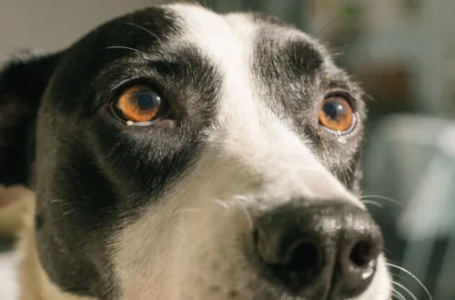 Why Do Dogs Get Eye Boogers? 9 Warning Signs It’S More Serious Than You Think Now