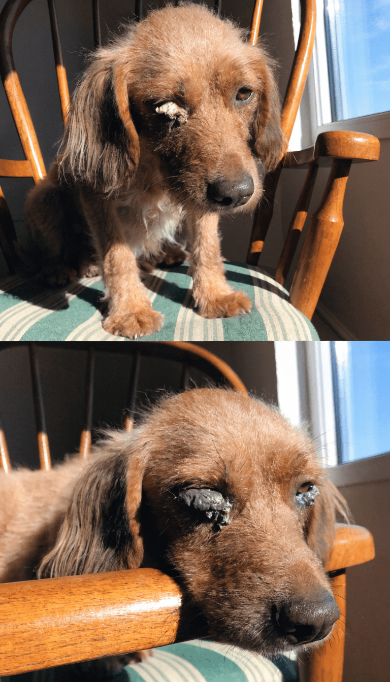 dog in natural light showing daily eye gunk buildup
