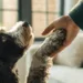 How to Teach Your Dog to Shake Hands: Paw-Some Tricks