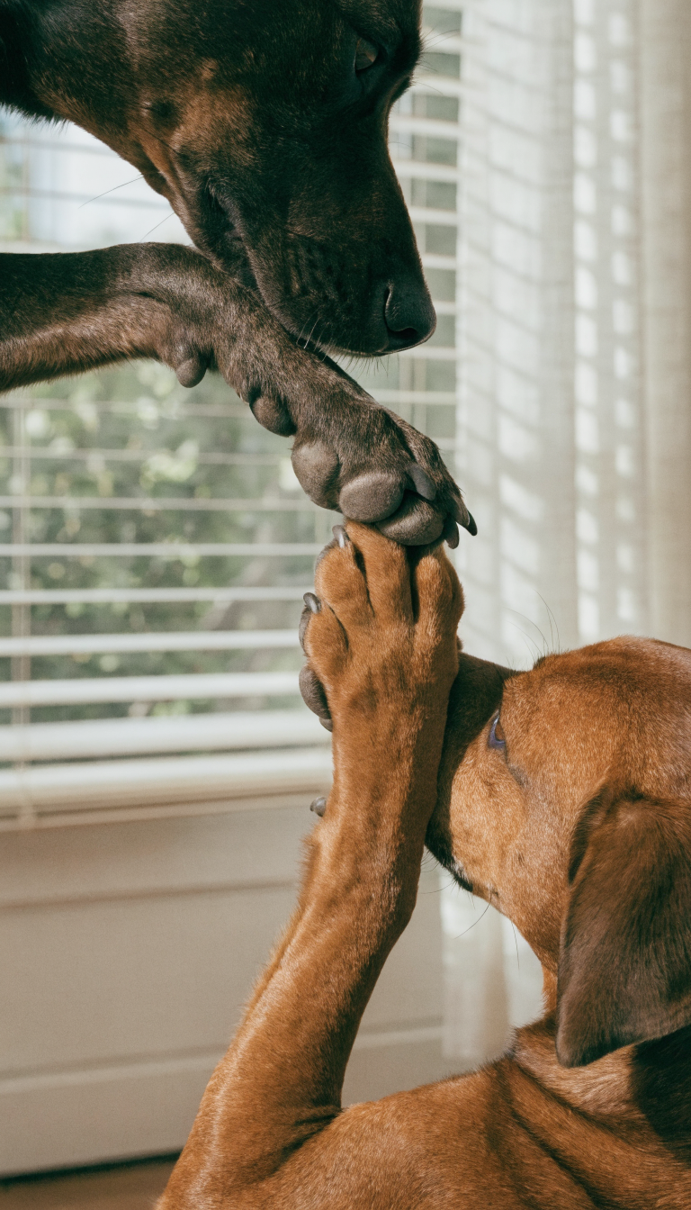 "Close-up paw contact during shake, soft lighting"