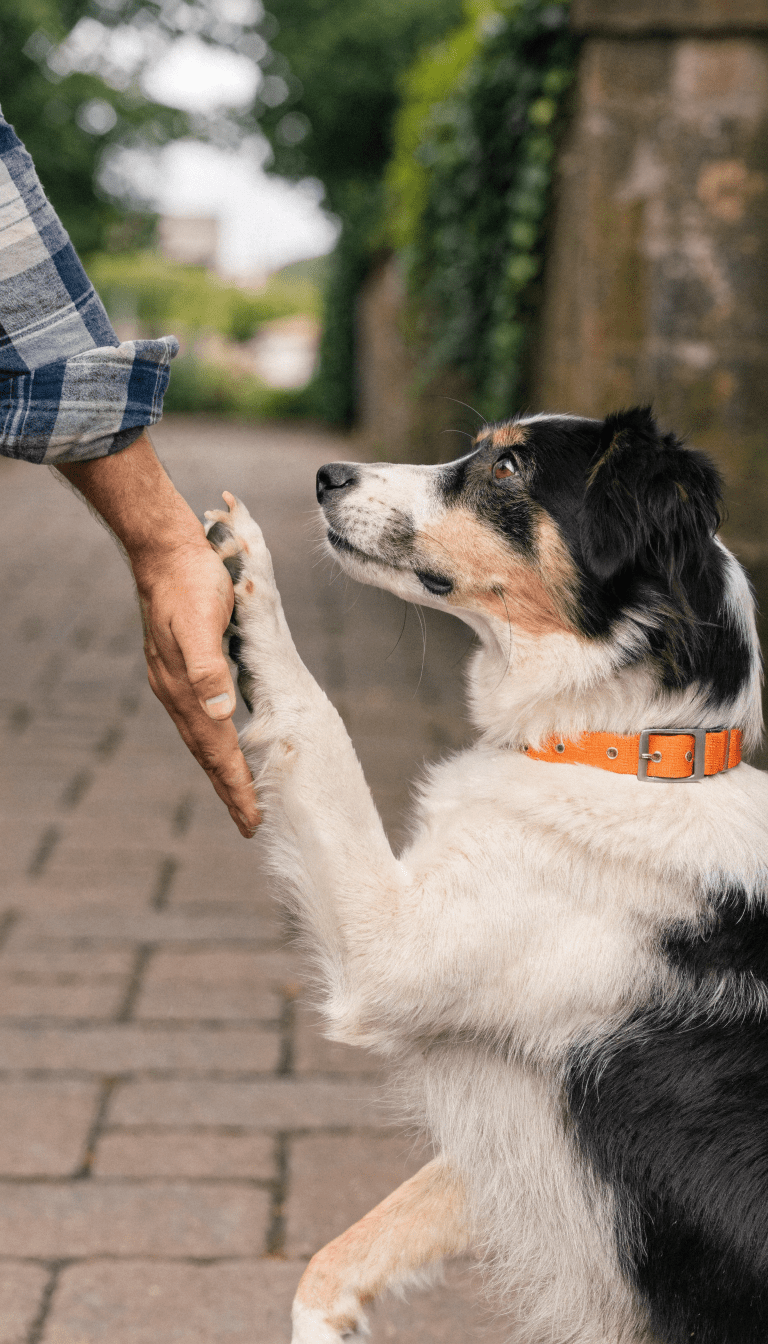 "Pawed high-five pose, trainer’s hand visible"