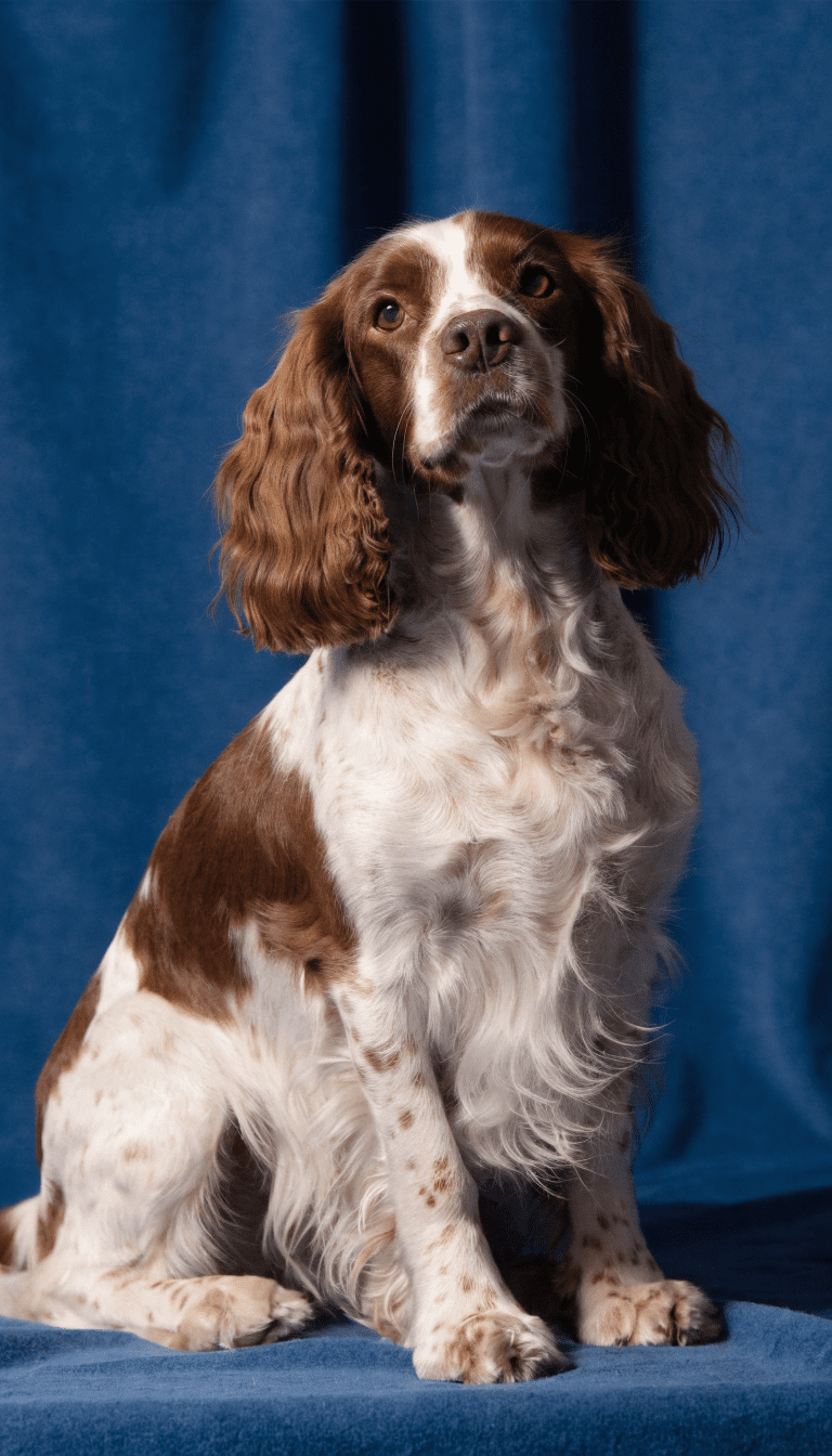 "Librarian-like head tilt, calm dog in studio"