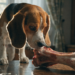 Can Dogs Eat Bones? the Dangerous Truth Most Owners Learn Too Late