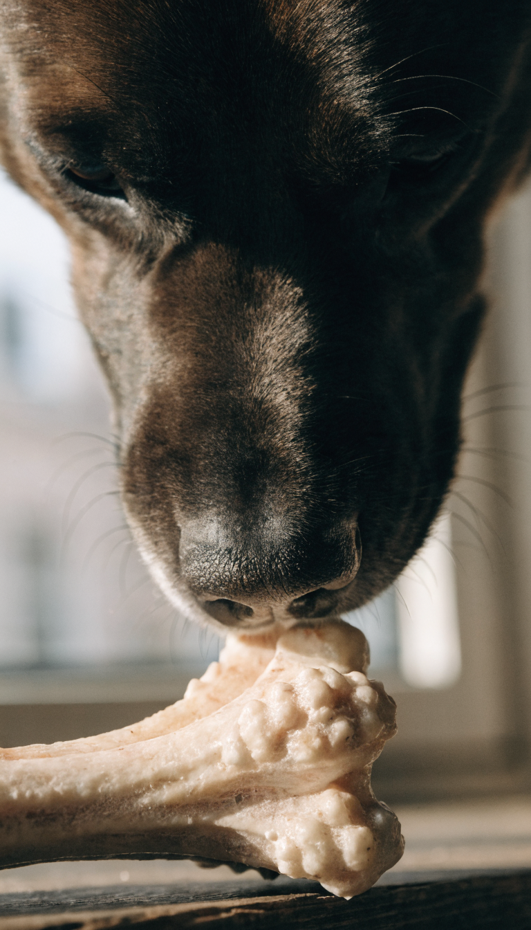 "close-up dog muzzle sniffing raw bone, depth of field"