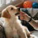 How to Stop Puppy Biting Fingers Fast Without Yelling or Punishment Now