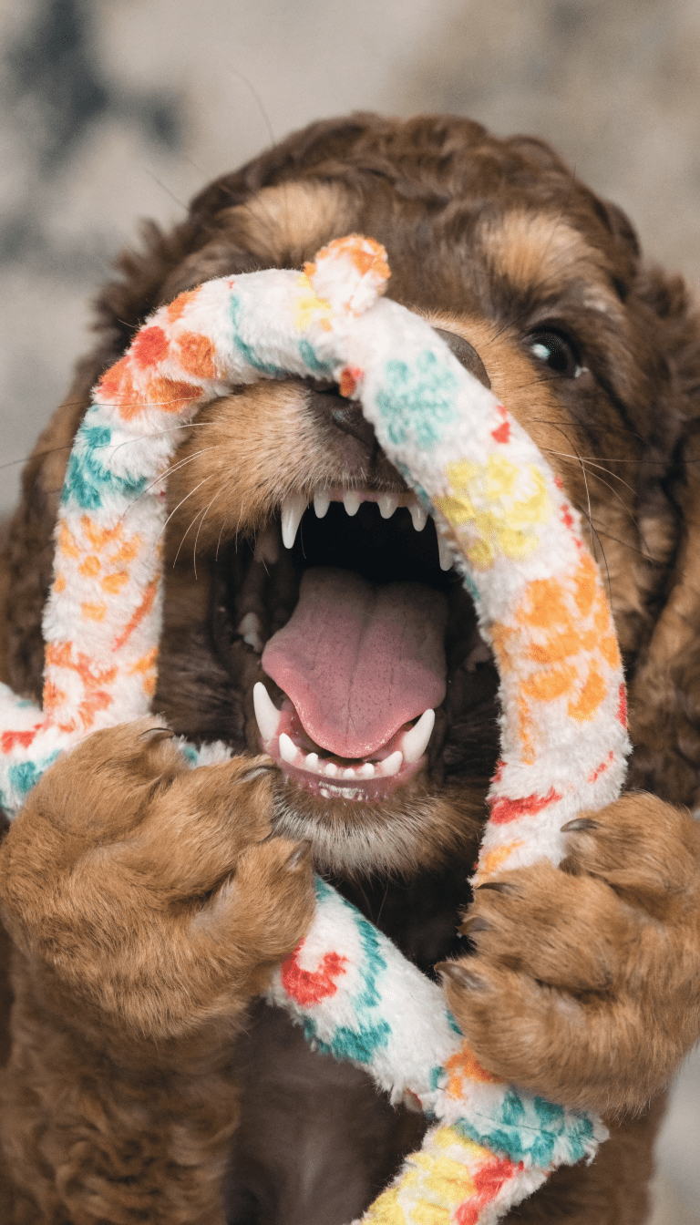 "Close-up puppy teeth with soft toy distraction"