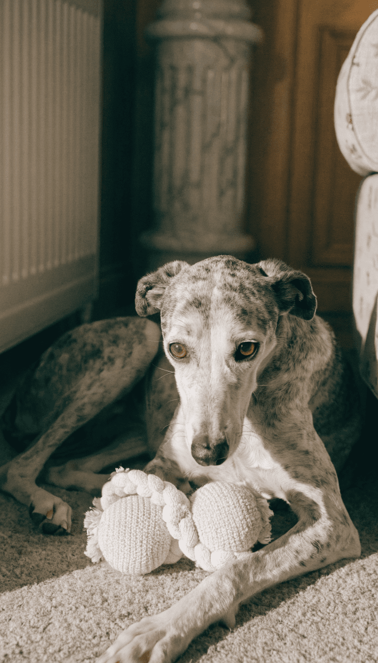 "elderly dog with plush chew toy on carpet"