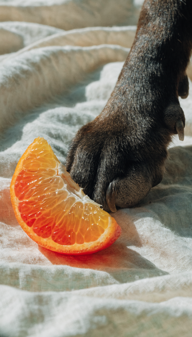"small seedless orange segment next to dog's paw"
