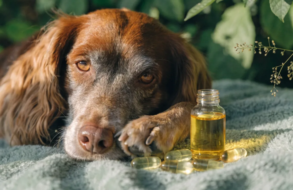 7 Natural Supplements for Dog Joints That Work Faster Than You Think