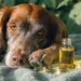 7 Natural Supplements for Dog Joints That Work Faster Than You Think