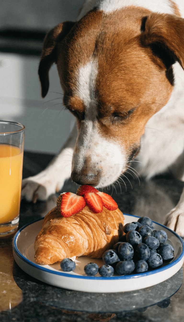 "close-up of dog savoring breakfast in a clean modern kitchen"