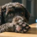 Why Do Dogs Chew on Their Paws? the Hidden Reasons Vets Don’T Always Explain