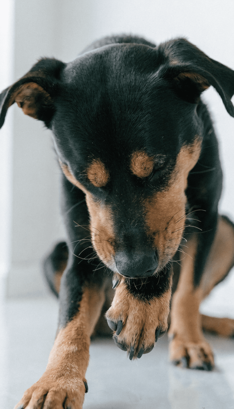 "Dog chewing paws, minimalistic clean room, macro shot"