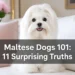 Maltese Dogs 101: 11 Surprising Truths Every New Owner Should Know