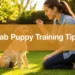 11 Labrador Puppy Training Tips That Stop Bad Habits Before They Start