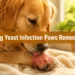 7 Powerful Dog Yeast Infection Paws Remedies That Calm Licking & Itching Fast