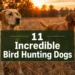 11 Incredible Bird Hunting Dogs That Outperform Every Other Breed