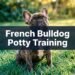 French Bulldog Potty Training: 7 Sneaky Reasons It Keeps Failing