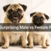 11 Surprising Male vs Female Pug Differences That Make Choosing So Much Easier