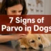 7 Critical Signs of Parvovirus in Dogs Every Owner Should Never Ignore