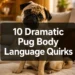 10 Dramatic Pug Body Language Quirks That Prove They Rule You (And How to Respond)
