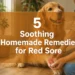 5 Soothing Homemade Remedies for Red Sore Dog Paws (Instant Relief from Obsessive Licking)