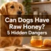 Can Dogs Have Raw Honey? 5 Hidden Dangers You Must Know (And How To Avoid Botulism)